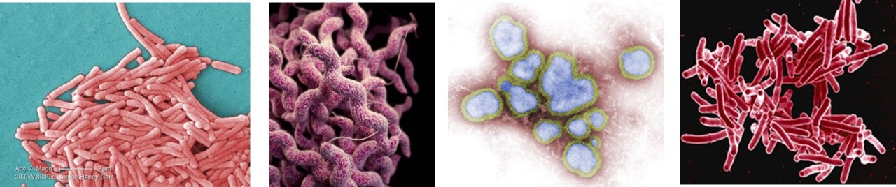 Reportable Diseases montage Reportable Diseases montage