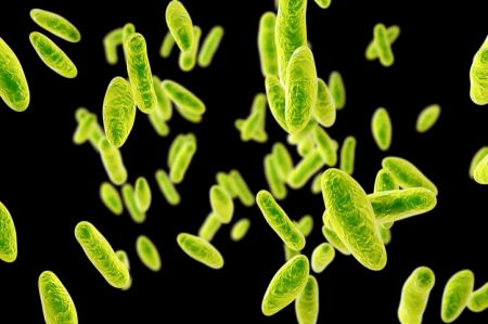 Brucellosis
