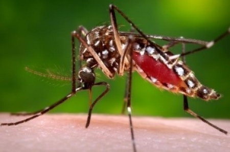 Dengue Dengue