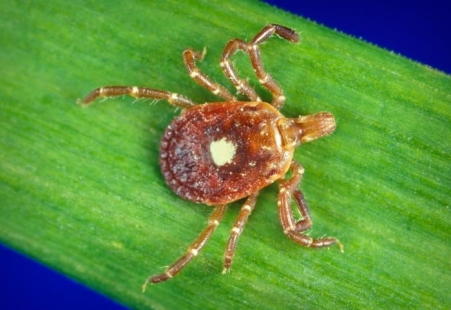 Ehrlichiosis