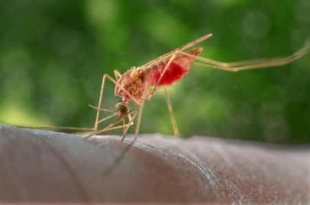 Malaria Malaria