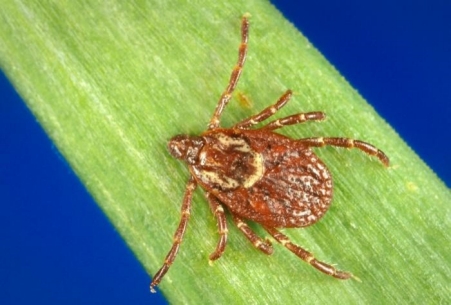 Spotted Fever Rickettsiosis Spotted Fever Rickettsiosis