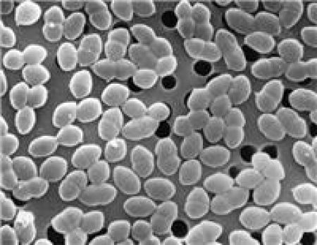 Vancomycin-resistant Enterococcus spp. (VRE)