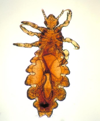 Arthropods of Concern Arthropods of Concern