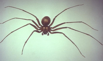 Arthropods of Concern Arthropods of Concern
