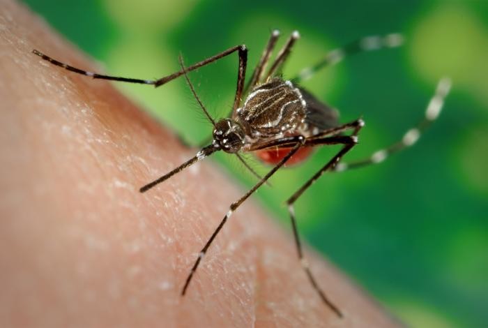 Aedes spp.