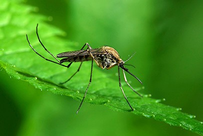 Example of a mosquito that transmits WNV Example of a mosquito that transmits WNV