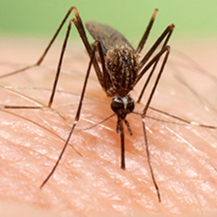 Asian bush mosquito