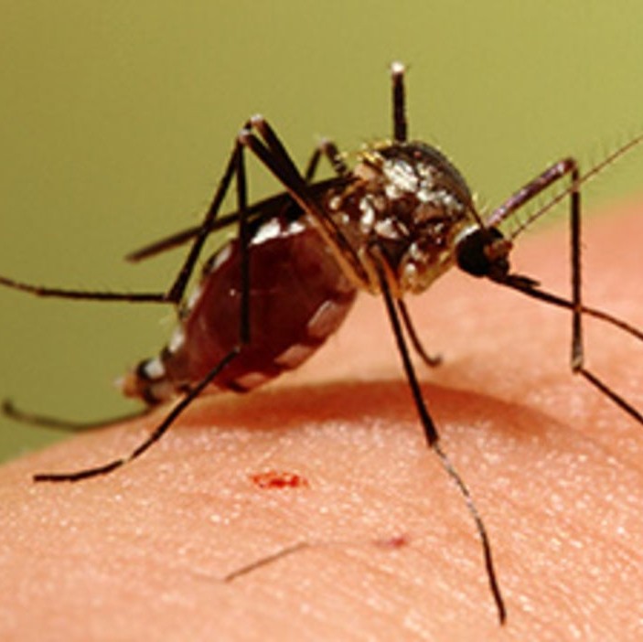 Eastern treehole mosquito