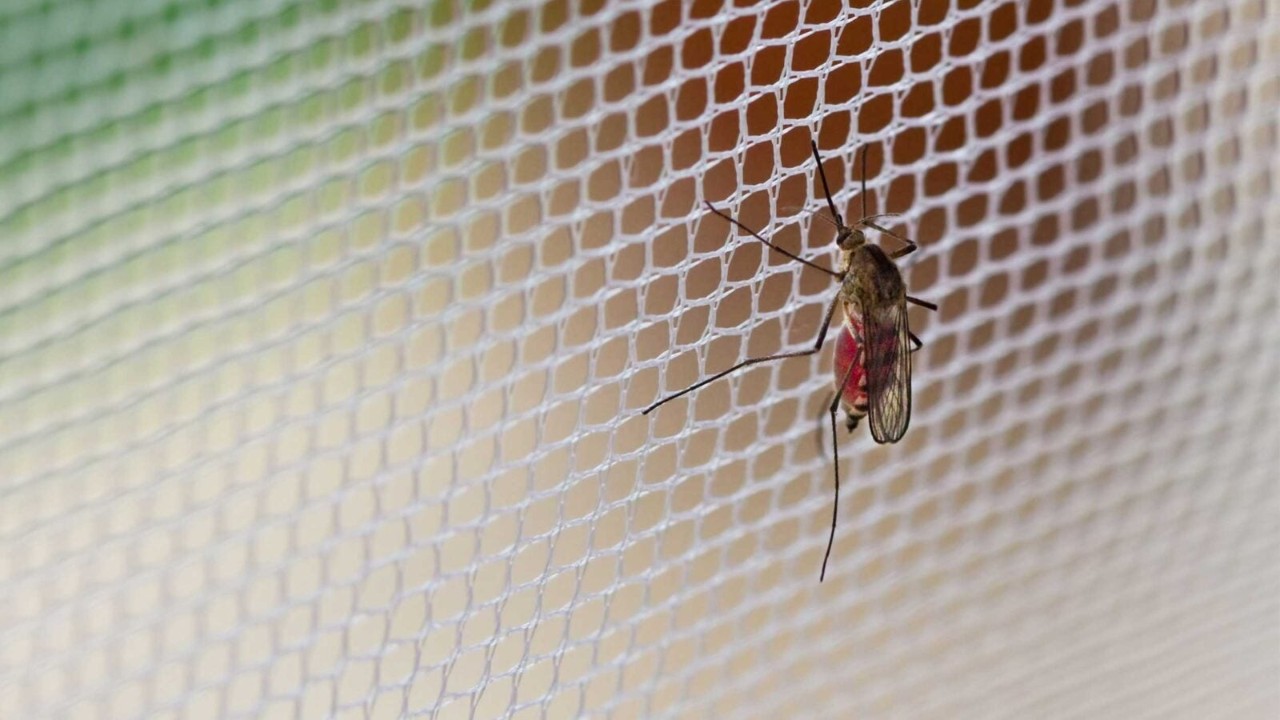 Mosquito on a bed net Mosquito on a bed net