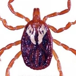 Gulf coast tick Gulf coast tick