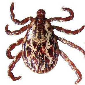 American dog tick American dog tick