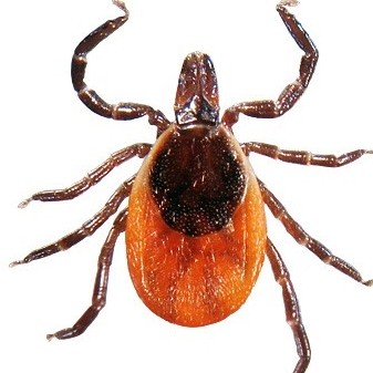 Black-legged tick Black-legged tick