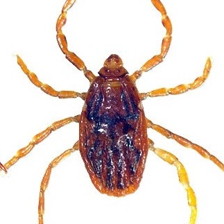 Brown dog tick Brown dog tick