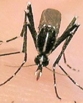 albopictus_1 albopictus_1