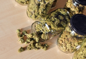 Dry and trimmed cannabis buds stored in a glas jars.