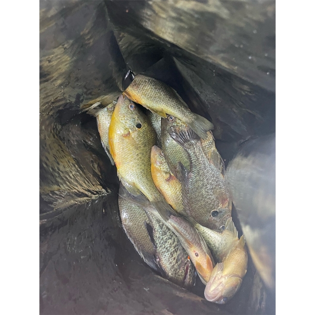 Center Hill Tennessee, Bluegill Catch, July 2024