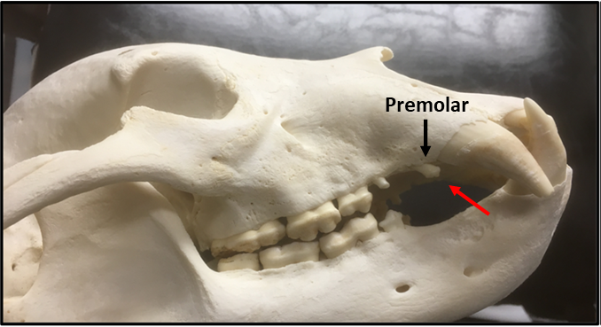Bear Skull showing tooth to be removed