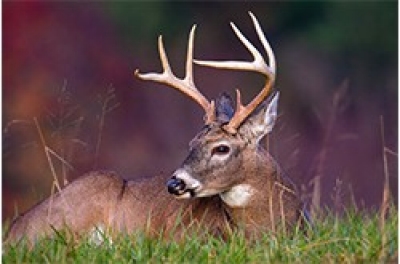 Tennessee Deer