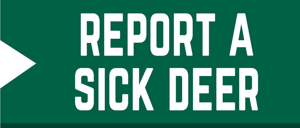 Report a sick deer here. Report a sick deer here.