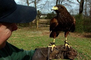 Falcon Falcon