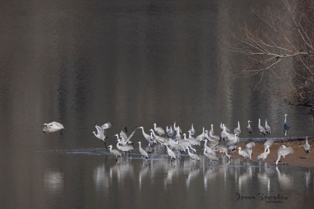 Sandhill Cranes