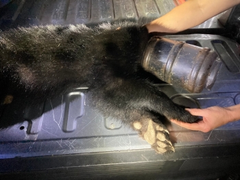 BearWise Help