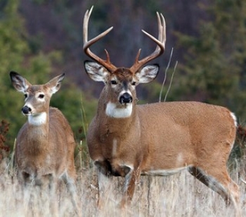 Whitetail Deer Whitetail Deer