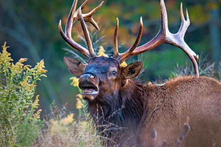 Elk Bugle