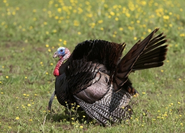 turkey turkey