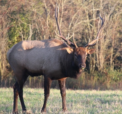 Elk Elk