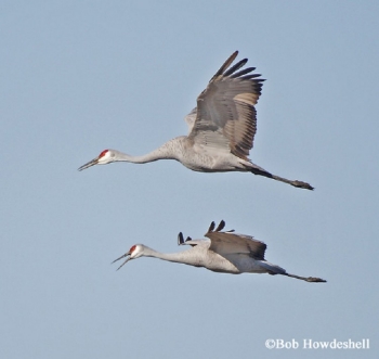 Cranes in flight
