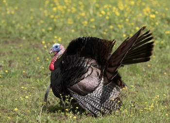 TN 2024 Spring Turkey Hunting Opens April 13, 2024