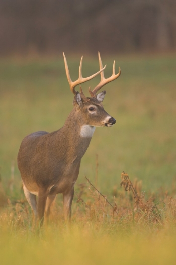 Tennessee Buck