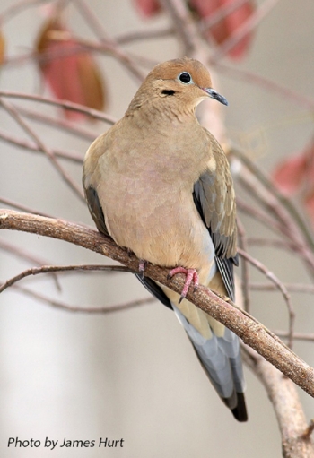 Morning Dove