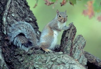 Squirrel Season