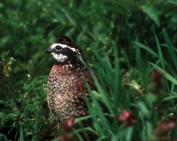 Bobwhite Quail