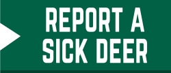 Report a sick deer here.