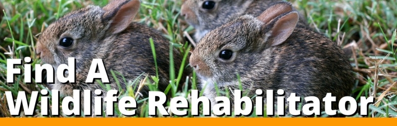 Find a Rehabilitator