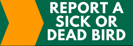 Report a Dead or Sick Bird to TWRA Report a Dead or Sick Bird to TWRA