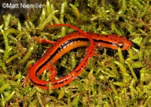 Salamanders