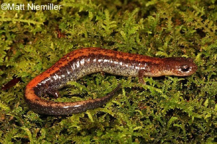 Eastern Red-backed Salamander