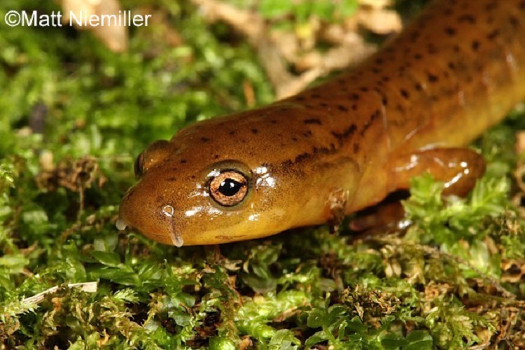 Junaluska Salamander
