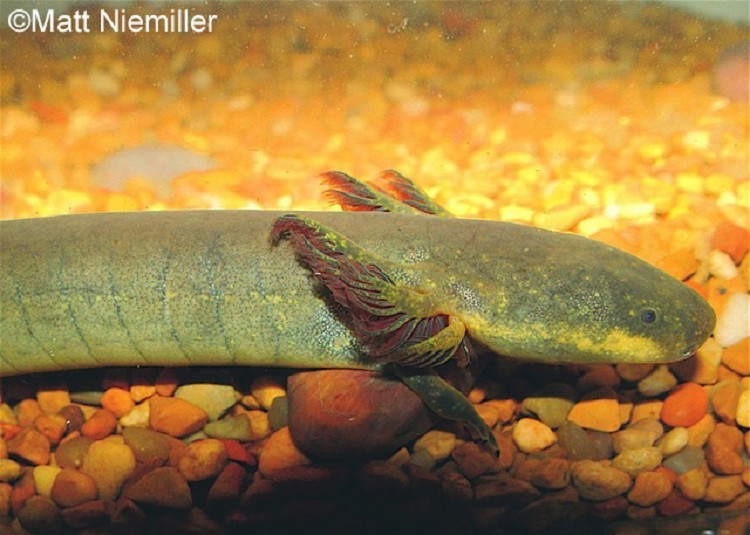 Lesser Siren
