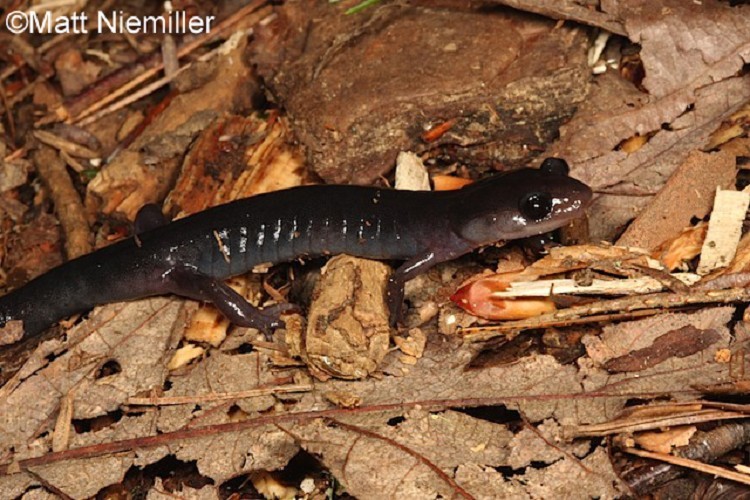 Northern Gray-cheeked Salamander