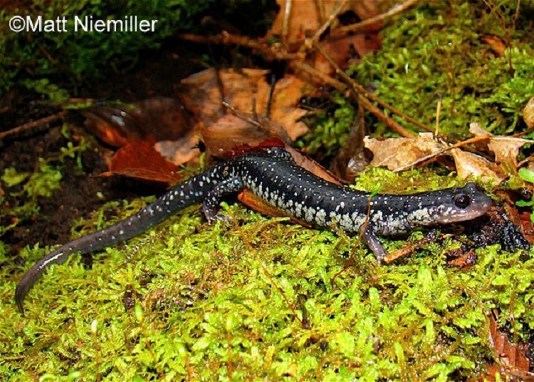 Northern Slimy Salamander