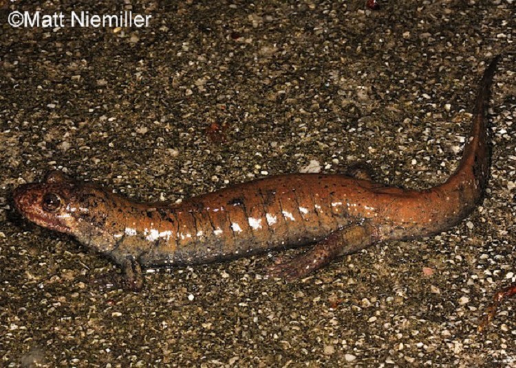 Black-bellied Salamander