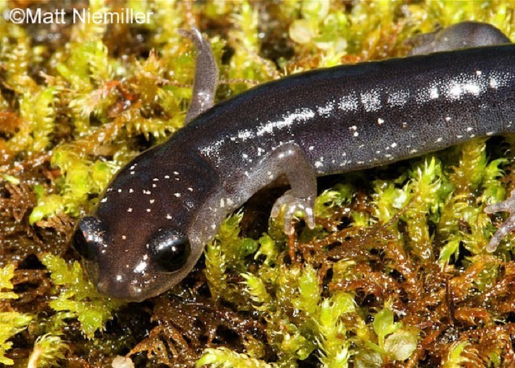 Southern Appalachian Salamander