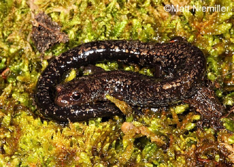 Southern Ravine Salamander