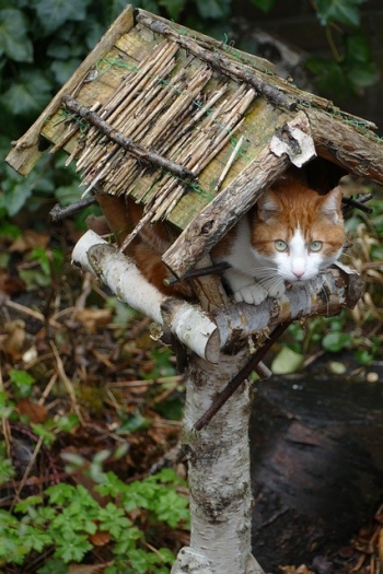 Cat in bird feeder Cat in bird feeder